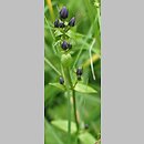 znalezisko 20200722.1.agkus - Swertia perennis ssp. alpestris (niebielistka trwała alpejska); Beskid Żywiecki