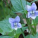 Viola riviniana (fioÅ‚ek Rivina)