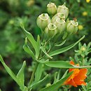 Alstroemeria aurea Orange King