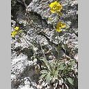 smagliczka skalna (Aurinia saxatilis ssp. saxatilis)