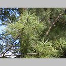 znalezisko 20040509.3.am - Pinus strobus (sosna amerykańska); Hucisko k. Żywca