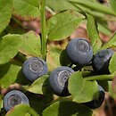 borÃ³wka czarna (Vaccinium myrtillus)