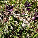 Bartsia alpina (bartsja alpejska)
