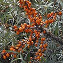 Elaeagnaceae (oliwnikowate)
