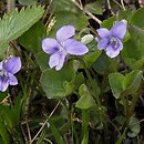 Viola mirabilis (fioÅ‚ek przedziwny)