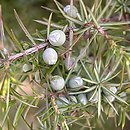 Juniperus (jaÅ‚owiec)