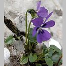 Viola alpina (fioÅ‚ek alpejski)