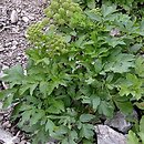 Angelica archangelica ssp. archangelica (dzięgiel litwor typowy)