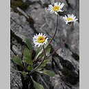 Aster (aster)