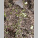 Arenaria serpyllifolia (piaskowiec macierzankowy)