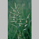 kÅ‚osownica pierzasta (Brachypodium pinnatum)