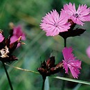Dianthus carthusianorum (goÅºdzik kartuzek)
