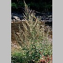 bylica pospolita (Artemisia vulgaris)