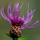 chaber Å‚Ä…kowy (Centaurea jacea)