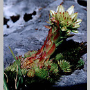 Jovibarba hirta ssp. glabrescens (rojownik wÅ‚ochaty Å‚ysiejÄ…cy)