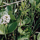 Menyanthes trifoliata (bobrek trÃ³jlistkowy)