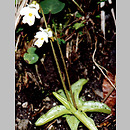 Pinguicula alpina (tÅ‚ustosz alpejski)