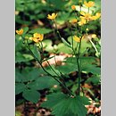 Ranunculus lanuginosus (jaskier kosmaty)