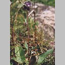 Saussurea alpina (saussurea alpejska)