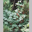 Ribes petraeum (porzeczka skalna)
