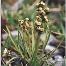 Chamorchis alpina (potrostek alpejski)