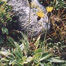 jastrzÄ™biec alpejski agg. (Hieracium alpinum agg.)