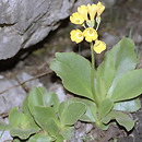 Primula auricula (pierwiosnek Å‚yszczak)