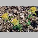 znalezisko 20020420.1.am - Euphorbia epithymoides (wilczomlecz pstry); Podwarpie