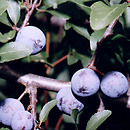 Prunus s.l. (Å›liwa)