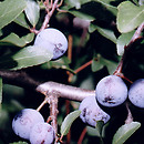 Prunus spinosa (Å›liwa tarnina)
