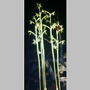 Corallorhiza trifida (Å¼Å‚obik koralowy)