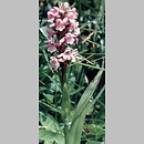 znalezisko 19970813.5.am - Gymnadenia conopsea ssp. conopsea (gółka długoostrogowa typowa); Tatry