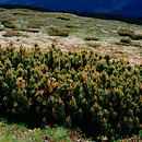 Pinus mugo (sosna górska)