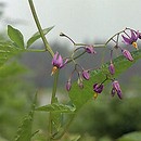 Solanum (psianka)