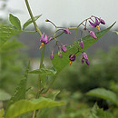 Solanum dulcamara (psianka sÅ‚odkogÃ³rz)