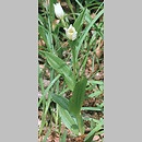 znalezisko 19950616.2.am - Cephalanthera damasonium (buławnik wielkokwiatowy); Pieniny