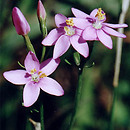 centuria pospolita (Centaurium erythraea)