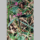 klinopodium pospolite (Clinopodium vulgare)