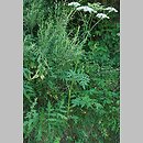 znalezisko 20130804.4.and - Heracleum sphondylium ssp. sphondylium (barszcz zwyczajny typowy); okolice Dobrej, Beskid Wyspowy