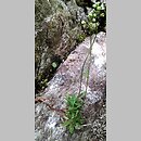 Draba siliquosa (głodek karyntyjski)
