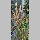 znalezisko 20220810.12.anto - Calamagrostis ×acutiflora (trzcinnik ostrokwiatowy); woj. lubuskie, Międzyrzecz