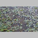 znalezisko 20120821.2.apliszko - Potamogeton gramineus (rdestnica trawiasta); Filipów Trzeci, Pojezierze Zachodniosuwalskie, śródpolne oczko wodne
