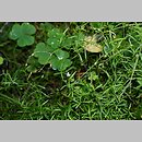 znalezisko 20110717.3.apliszko - Stellaria longifolia (gwiazdnica długolistna); skraj boru świerkowego, przy oczku bagiennym, w pobliżu dawnej wsi Ostrowo, Pojezierze Zachodniosuwalskie