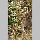 Erigeron acris ssp. droebachiensis (przymiotno ostre nagie)