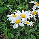 Argyranthemum frutescens Dana