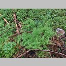 znalezisko 20180811.1.arys - Stellaria longifolia (gwiazdnica długolistna); P. Piska, Nadl. Strzałowo, Leśnictwo Rostek, 2 km na E od m. Karwica Dworzec gm. Piecki