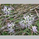 znalezisko 20140805.1.arys - Dianthus superbus ssp. superbus (goździk pyszny); woj. warmińsko-mazurskie, pow. mrągowski, gm. Piecki;