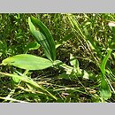 znalezisko 20150702.1.rys - Lathyrus heterophyllus (groszek różnolistny)