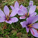 Crocus sativus (krokus uprawny)