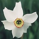 narcyz (Narcissus)